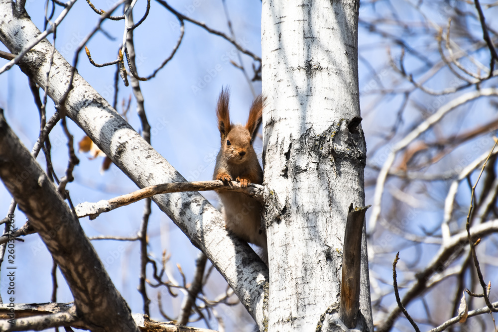 Beautiful young red squirrel attentively observes the environment in the forest