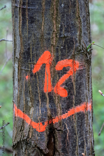 Gefällte und markierte Baumstämme im Wald