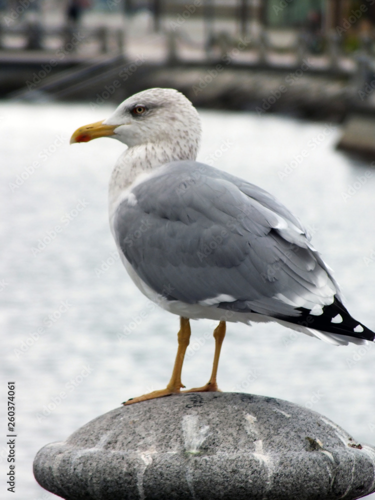 gaviota 3 release date