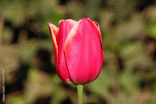 Field of tulips red  violet  white  yellow  purple  blue pink colors  screensaver or wallpaper. Blooming colorful tulip flowers in garden as floral background