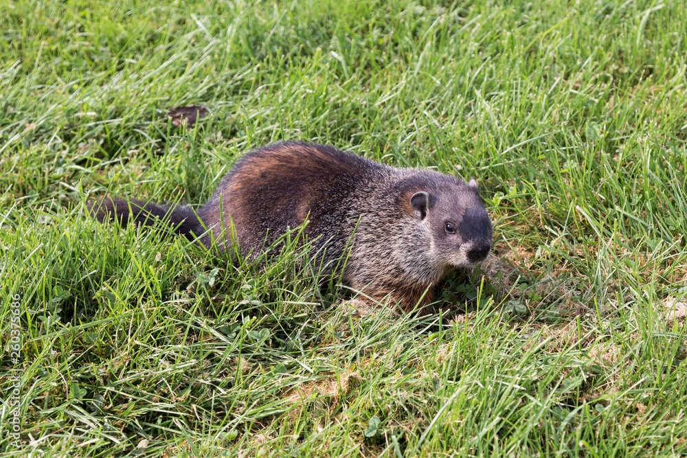 Well-fed adult groundhog looking up curiously while walking in grass during a sunny summer day Well-fed adult groundhog looking up curiously while walking in grass during a sunny summer day
