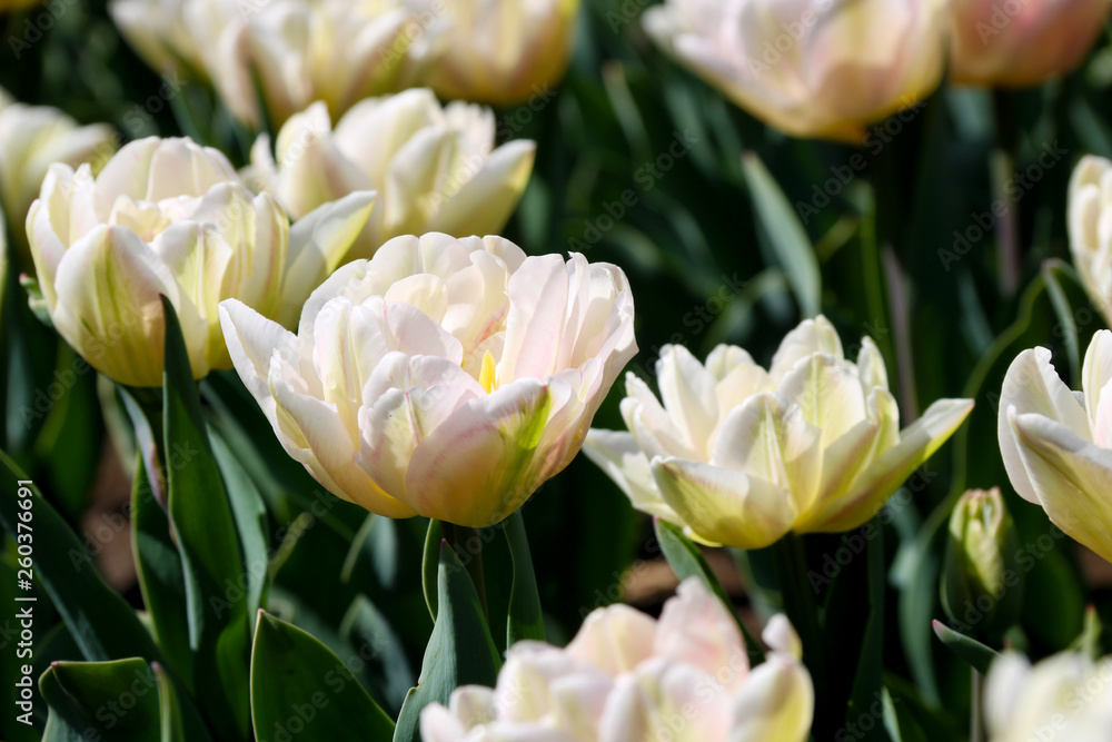 Fototapeta premium Field of tulips red, violet, white, yellow, purple, blue pink colors, screensaver or wallpaper. Blooming colorful tulip flowers in garden as floral background