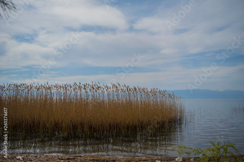 Phragmites growing in a lake. Common reed growing in the clear water of a natural lake.