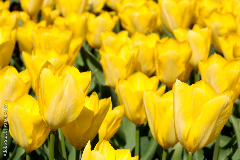 Field of tulips red, violet, white, yellow, purple, blue pink colors, screensaver or wallpaper. Blooming colorful tulip flowers in garden as floral background Field of tulips red, violet, white, yellow, purple, blue pink colors, screensaver or wallpaper. Blooming colorful tulip flowers in garden as floral background