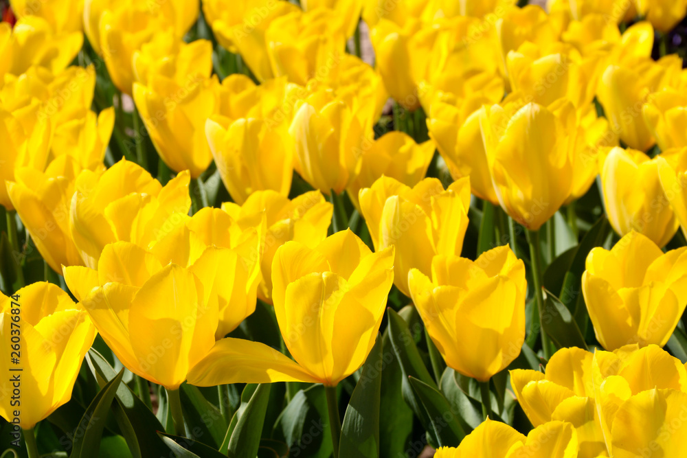 Field of tulips red, violet, white, yellow, purple, blue pink colors, screensaver or wallpaper. Blooming colorful tulip flowers in garden as floral background