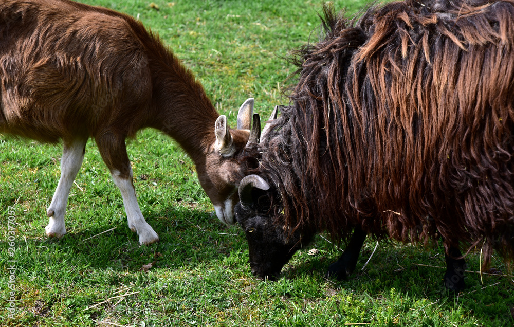 eine ziege und ein schaf spielen miteinander eine ziege und ein schaf spielen miteinander