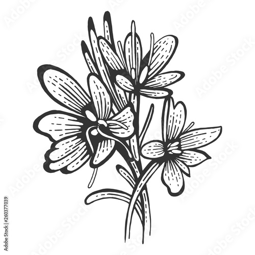 Saffron flower Crocus sativus spice sketch engraving vector illustration. Scratch board style imitation. Hand drawn image.
