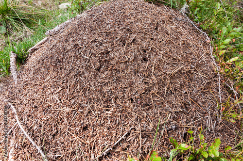 Ameisenhaufen im Zirbenwald photo