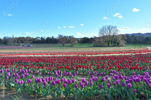 Wallpaper Mural field of tulips in Provence, France Torontodigital.ca