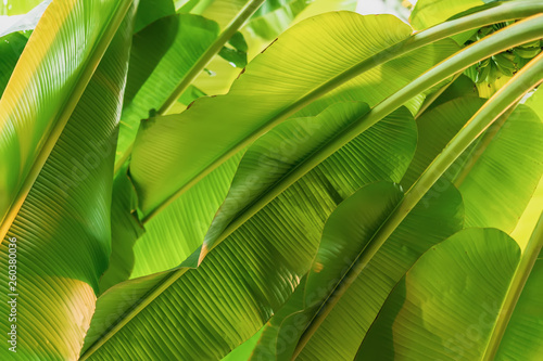Banana tree branches, foliage, fresh exotic botanical pattern. Natural green tropical texture of bright green leaf. Natural exotic jungle background
