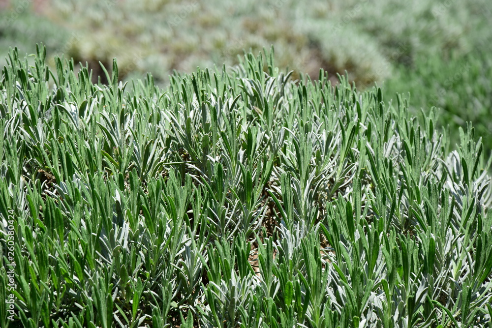 Lavendel - Pflanze im Frühjahr Lavendel - Pflanze im Frühjahr