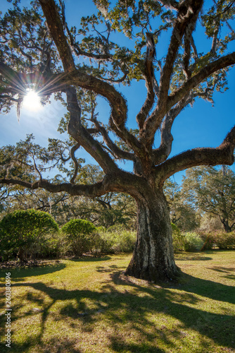 A live oak with Spanish moss and resurrection ferns in front of a clear blue sky with the sun shining through the limbs.