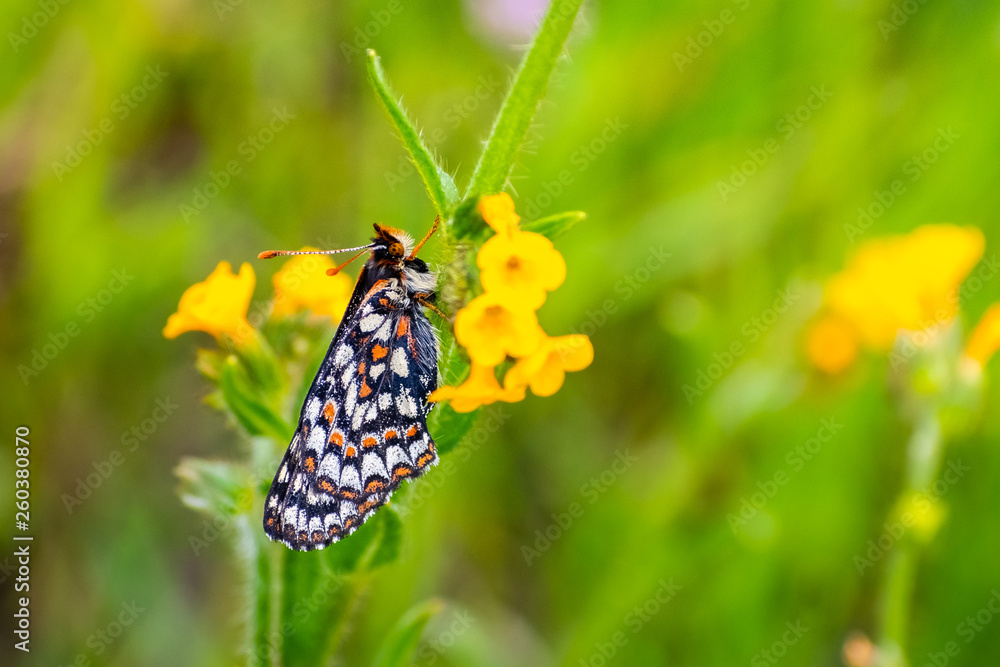 Naklejka premium Close up of Bay Checkerspot butterfly (Euphydryas editha bayensis) ; classified as a federally threatened species, south San Francisco Bay area, San Jose, California
