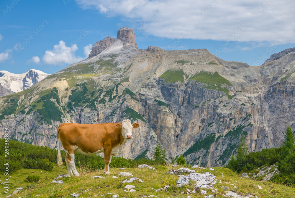 Happy cow in beautiful mountain scenery realizing just how happy she is