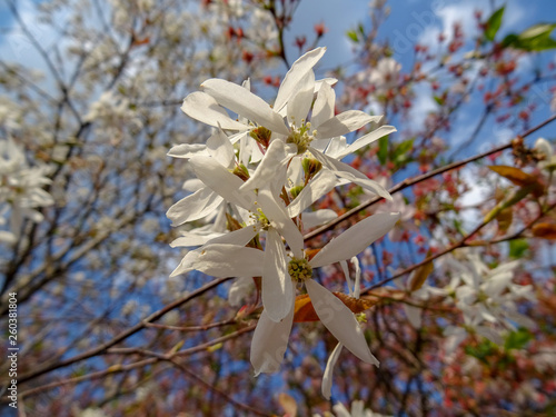 Pflanzen Farben Blumen Blüten 2019 photo