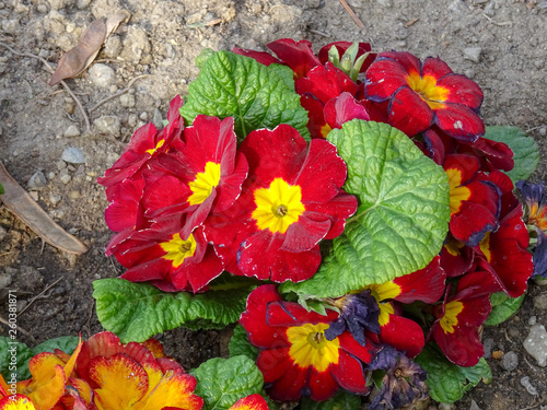 Pflanzen Farben Blumen Blüten 2019 photo