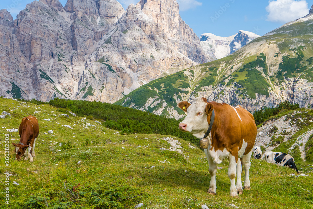 Cows grazing in alpine mountains