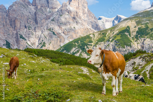 Cows grazing in alpine mountains
