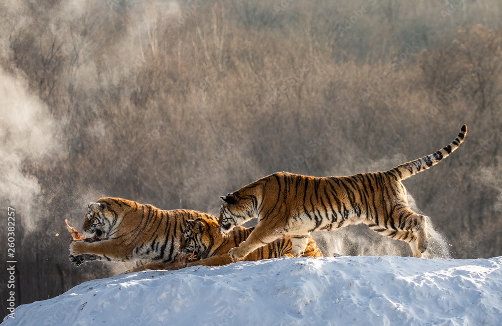Obraz premium Siberian (Amur) tigers in a snowy glade catch their prey. Very dynamic shot. China. Harbin. Mudanjiang province. Hengdaohezi park. Siberian Tiger Park. Winter. Hard frost. (Panthera tgris altaica)