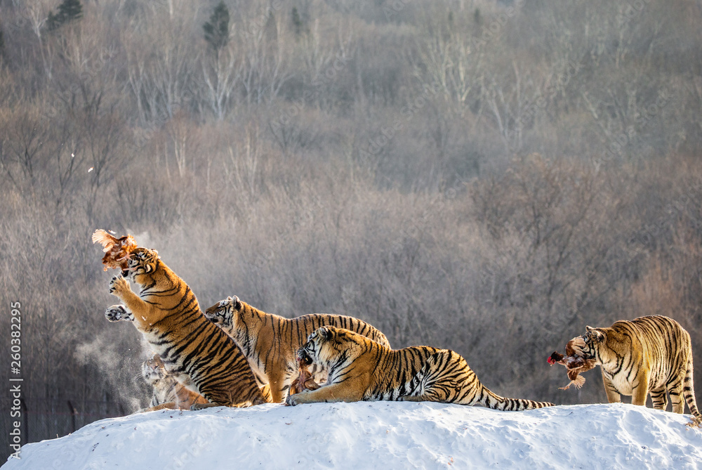 Obraz premium Siberian (Amur) tigers in a snowy glade catch their prey. Very dynamic shot. China. Harbin. Mudanjiang province. Hengdaohezi park. Siberian Tiger Park. Winter. Hard frost. (Panthera tgris altaica)