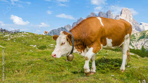 Beautiful piebald free range brown cow in mountain landscape, close-up © DarwelShots