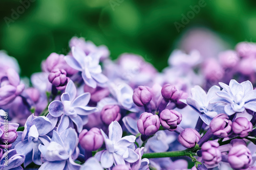 Lilac flowers macro