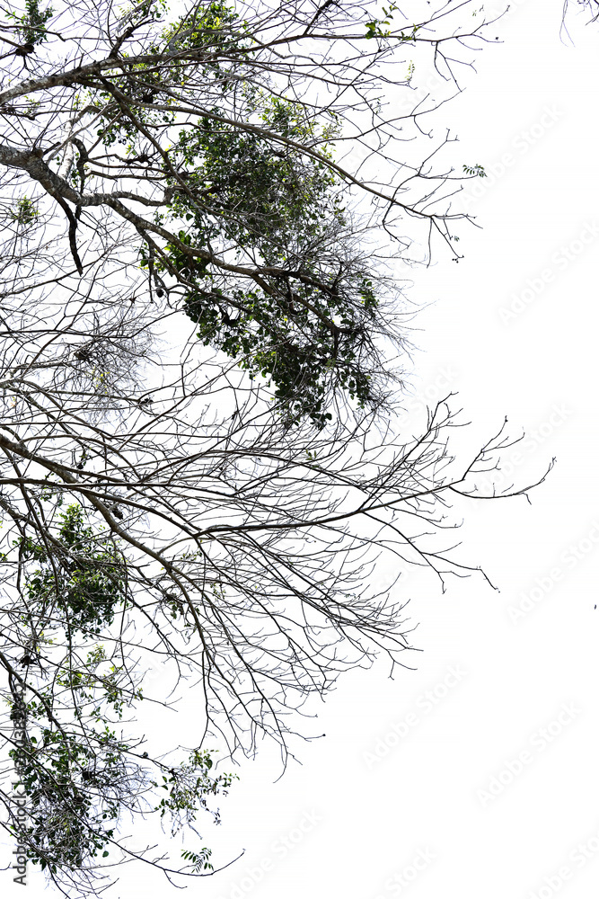 custom made wallpaper toronto digitaltree on black background