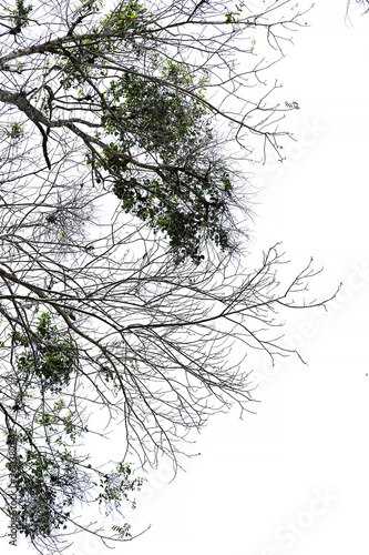 Wallpaper Mural tree on black background Torontodigital.ca