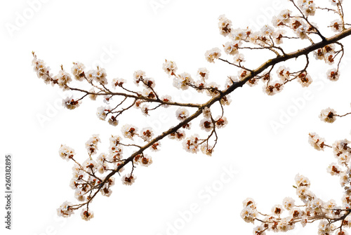 Apricot flower isolated