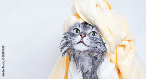 Obraz na plátně Funny smiling wet gray tabby cute kitten after bath wrapped in yellow towel with big eyes
