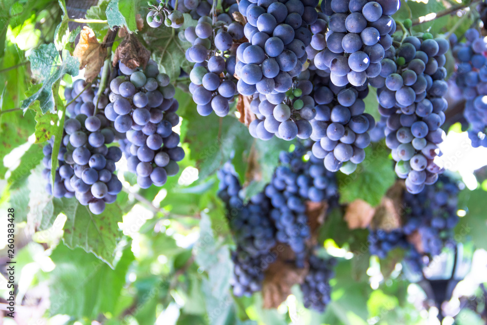 Red grape at vine