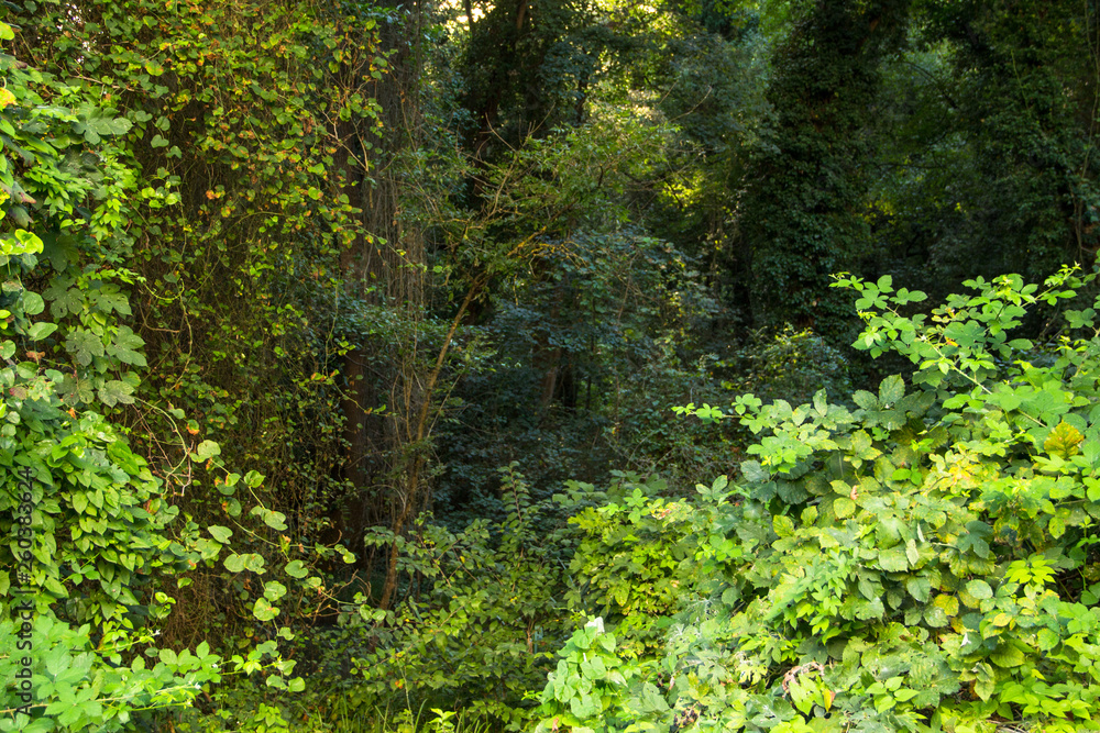 Obraz premium Rain forest Baltata reservation