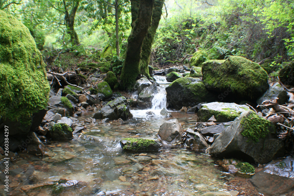 Beautiful Creek Coming To Life After Rain Storm In Northern California Beautiful Creek Coming To Life After Rain Storm In Northern California