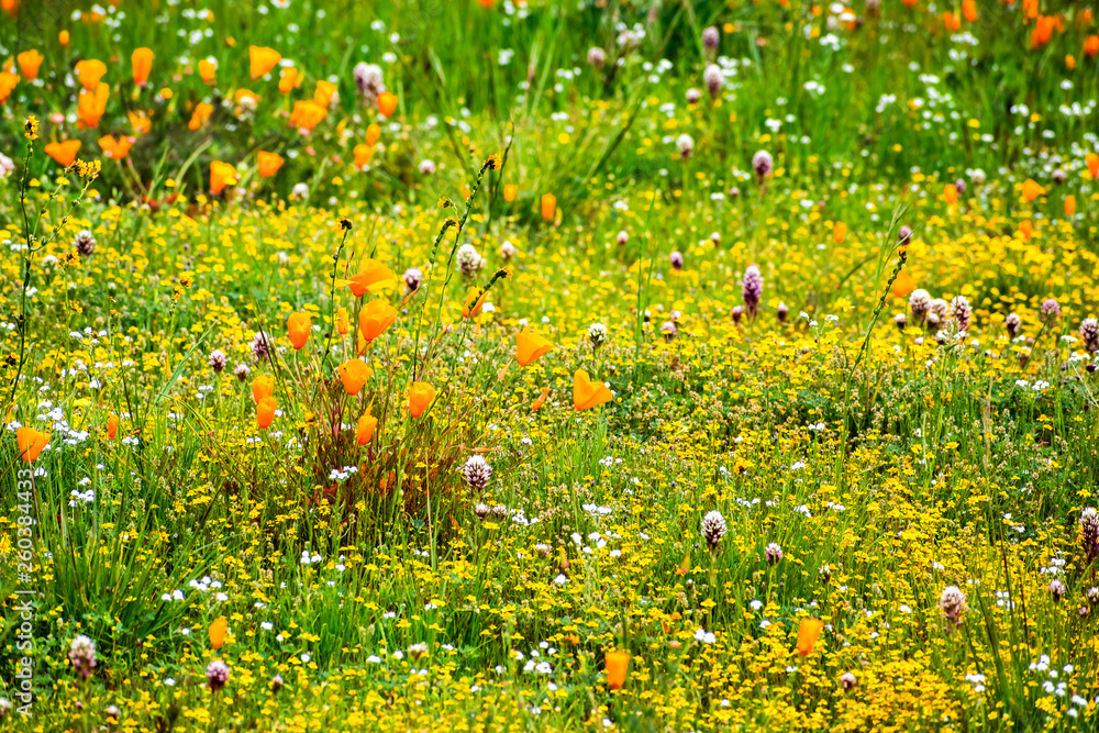 California poppy (Eschscholzia californica) and various other wildflowers blooming on a meadow, south San Francisco bay area, San Jose, California