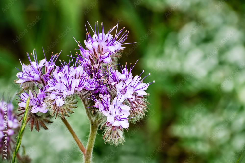 Close up of Lacy Phacelia (Phacelia cryptantha) wild flowers, south San Francisco bay area, San Jose, California Close up of Lacy Phacelia (Phacelia cryptantha) wild flowers, south San Francisco bay area, San Jose, California