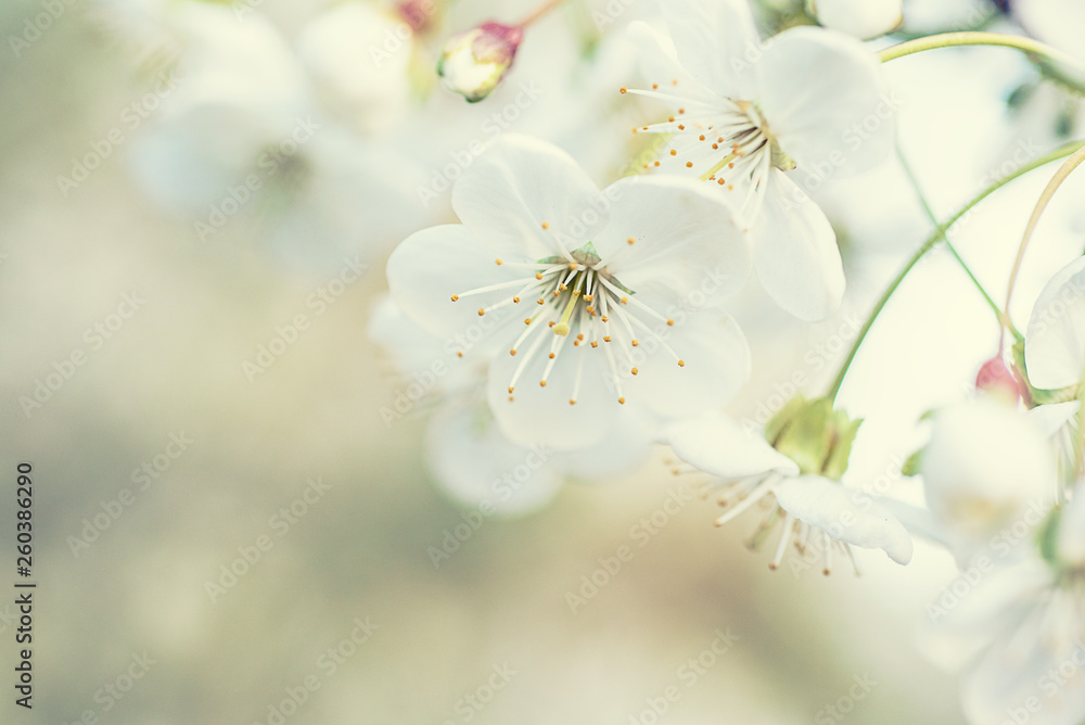 Fototapeta Cherry spring flowers