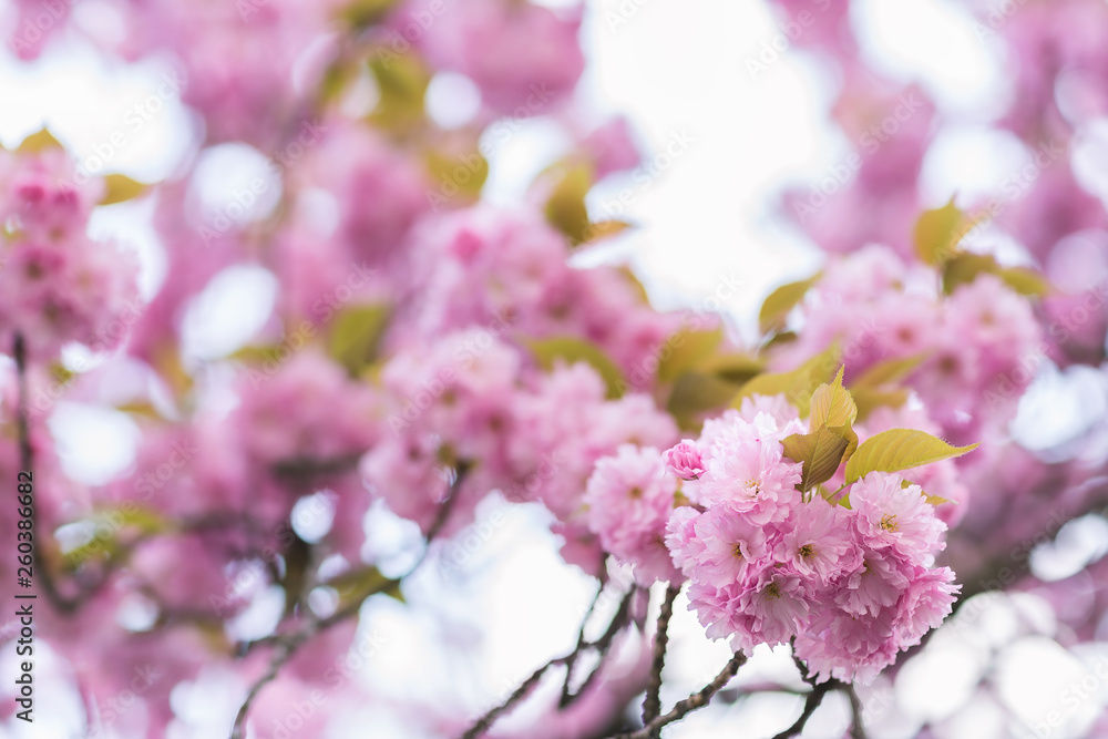 Blooming sakura tree branch. Blurred background. Close up, selective focus.