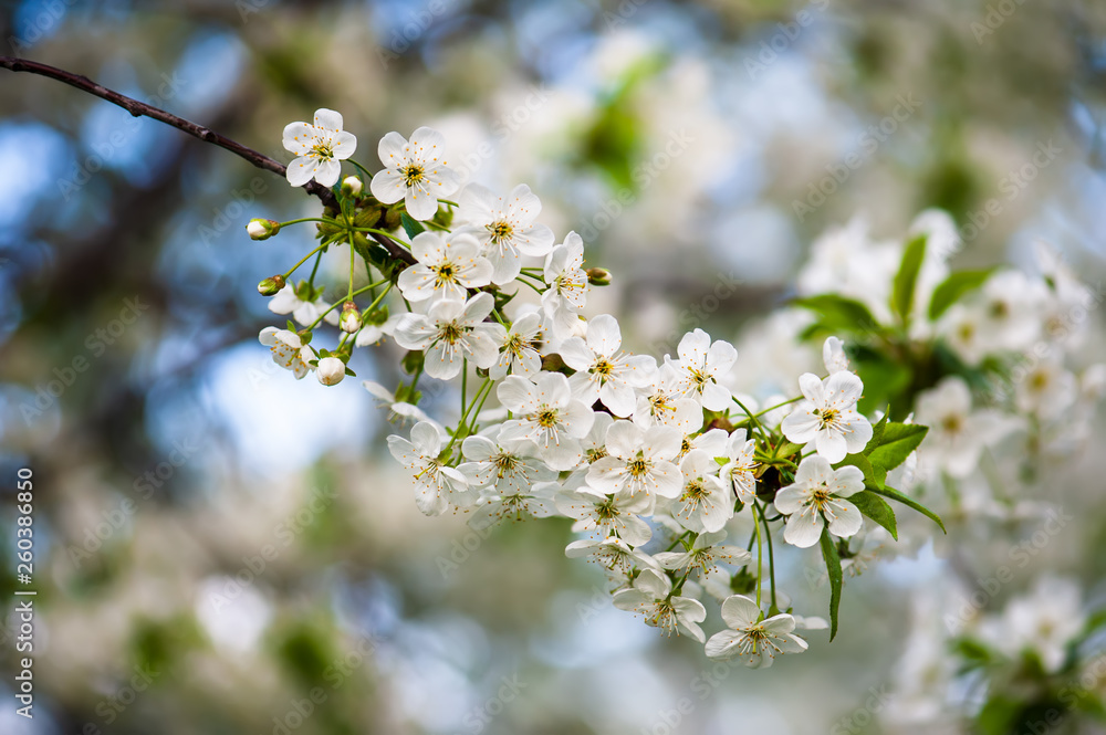 Fototapeta premium Cherry flowers frame