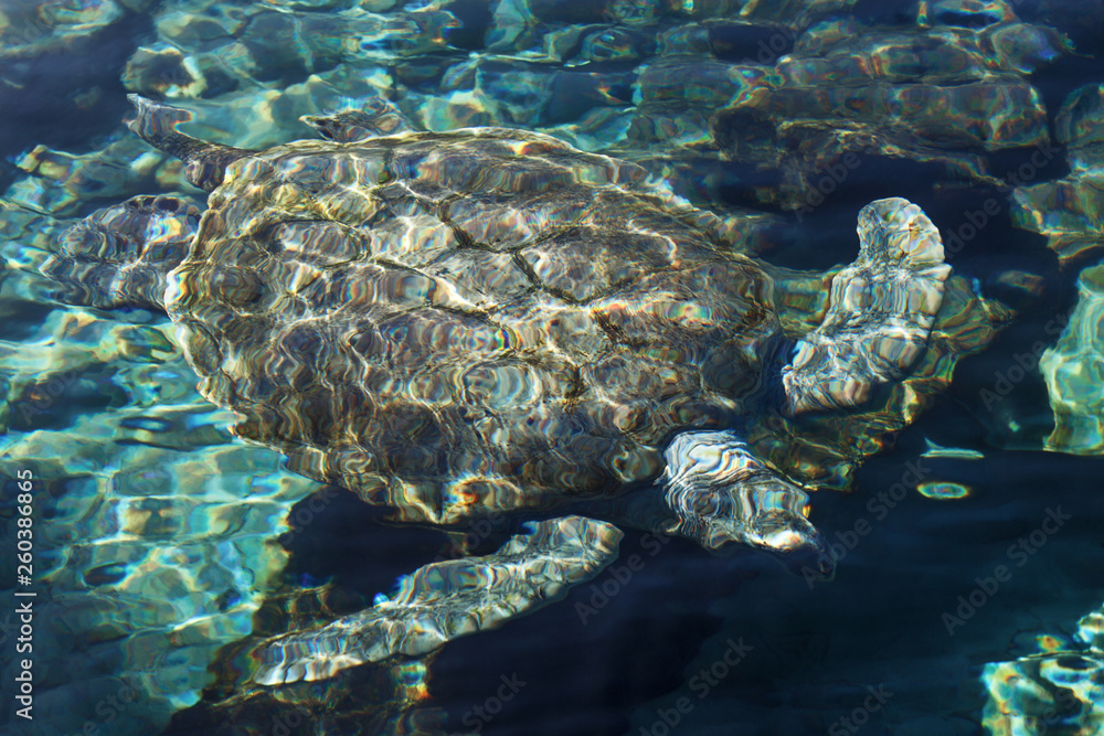 Obraz premium Turtle under water. View from a surface.