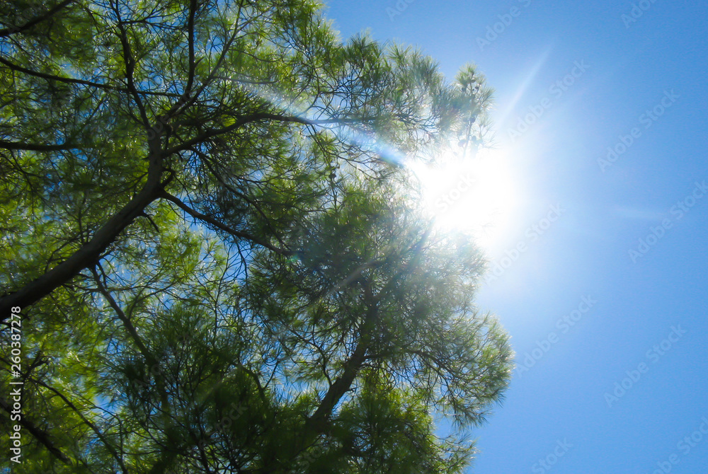 Fototapeta premium The sun against the blue sky among the branches of a tree.