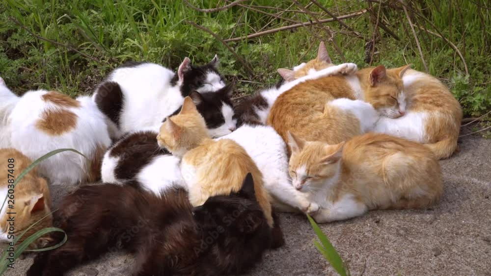 猫の昼寝 猫の昼寝