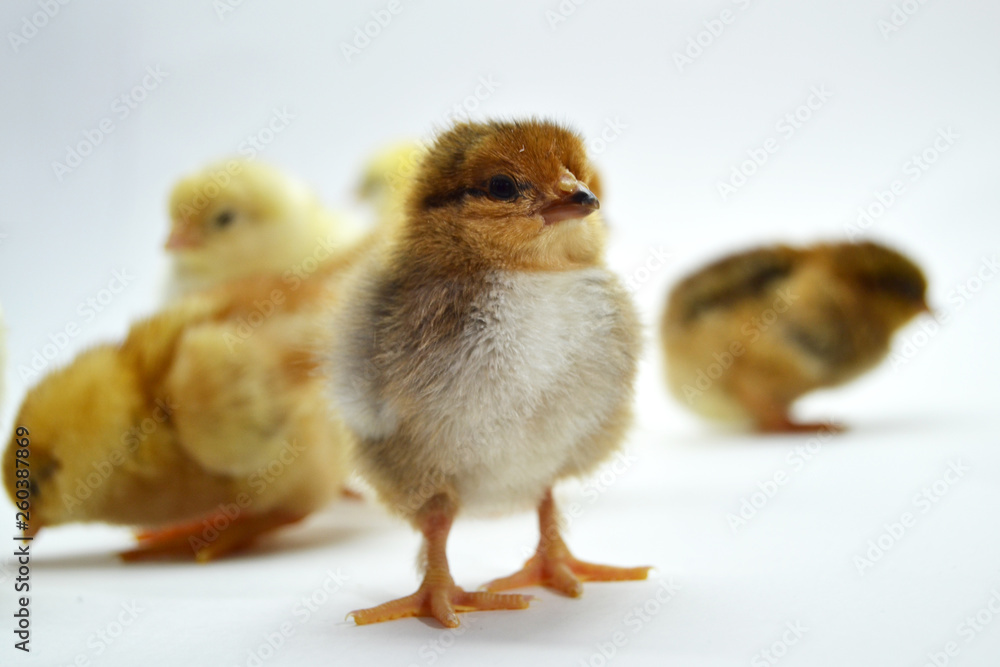 Fototapeta premium Chicks isolated on white background little chickens