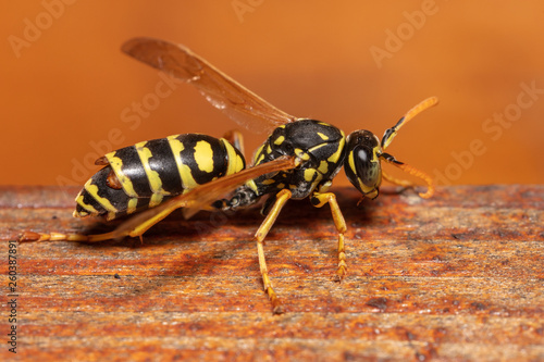 Detailed macro shot of european paper wasp (Polistes dominula) © kraichgaufoto