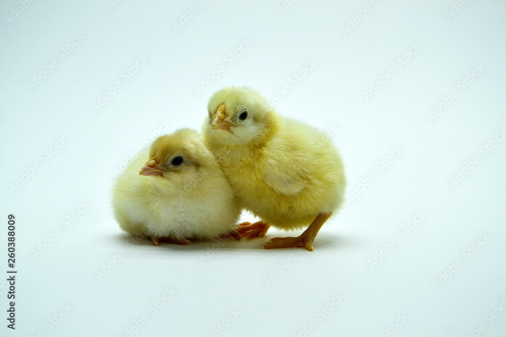 two yellow little chickens isolated on the white