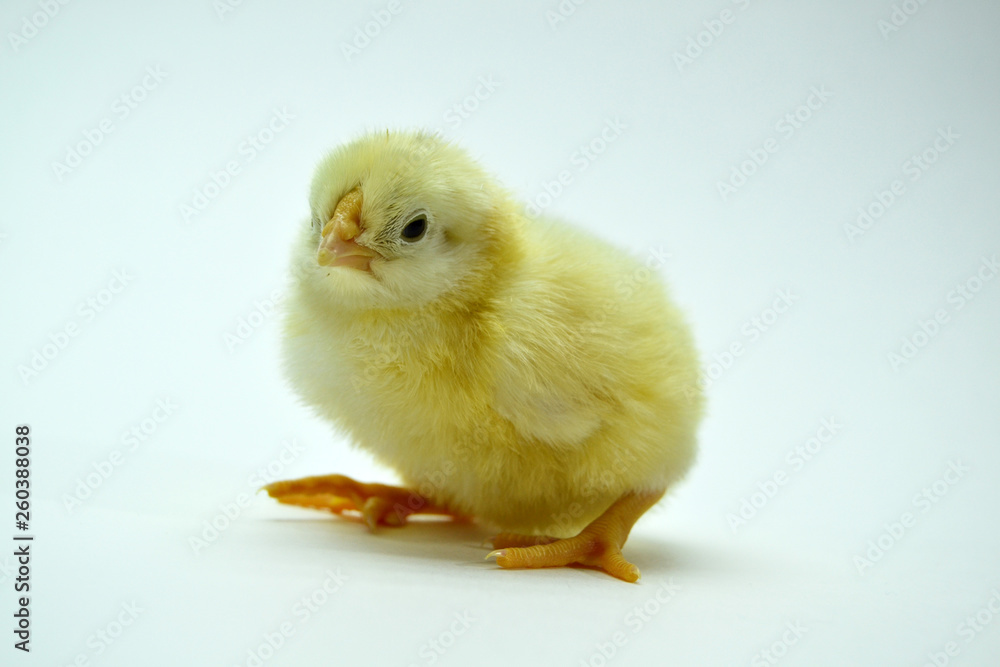 two yellow little chickens isolated on the white two yellow little chickens isolated on the white