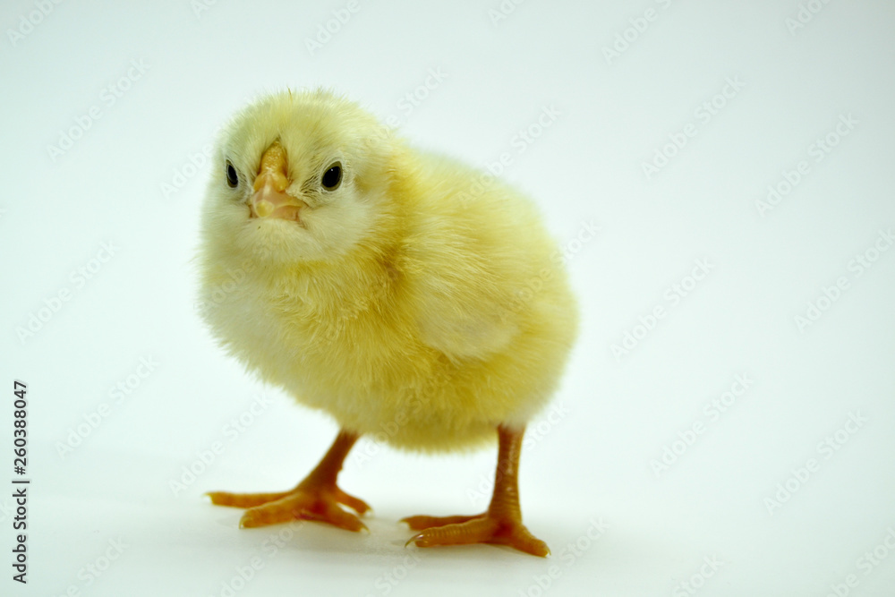 two yellow little chickens isolated on the white two yellow little chickens isolated on the white