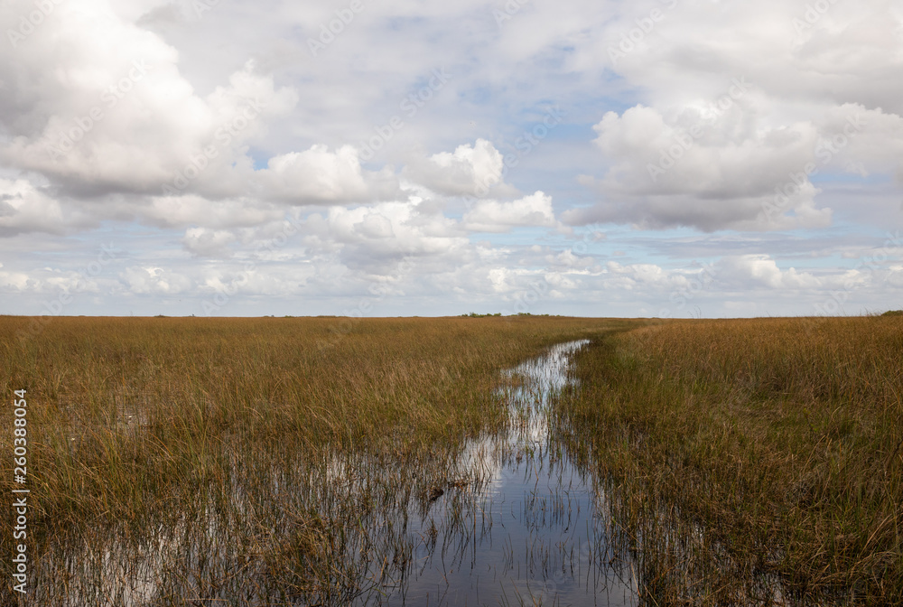 Landscape in Florida Everglades Swamp