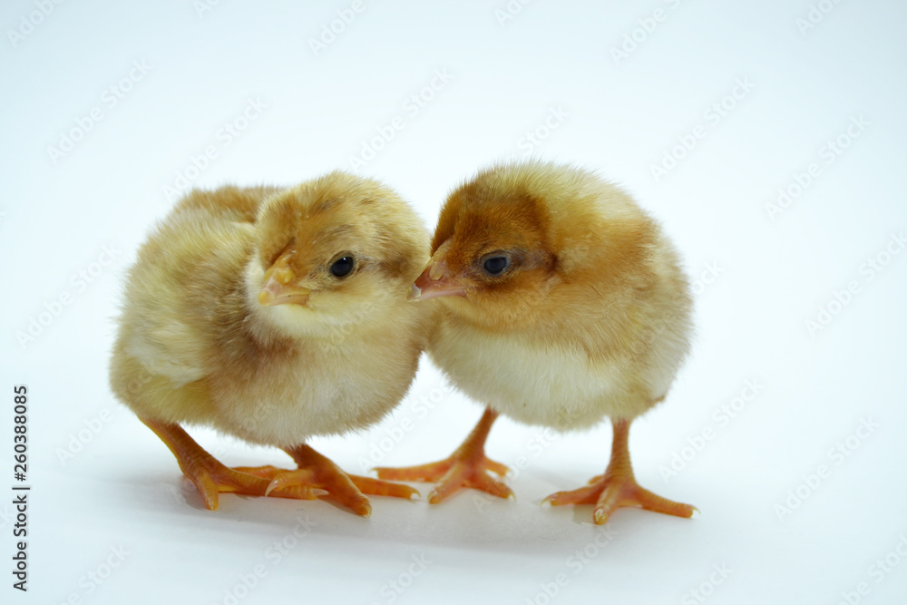 Fototapeta premium two brown little chickens isolated on the white