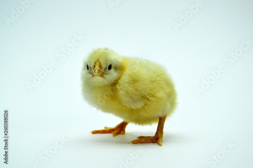 Wallpaper Mural two yellow little chickens isolated on the white Torontodigital.ca