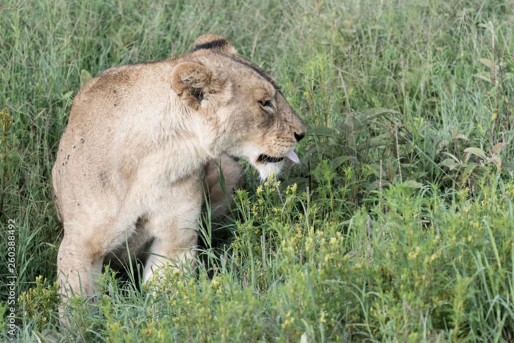 Portrait Lion in Ngorongoro Portrait Lion in Ngorongoro